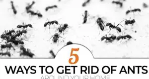 5 diy ways to get rid of ants