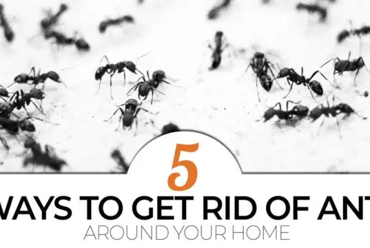 5 diy ways to get rid of ants