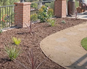 spring lawn care tips drought tolerant planting